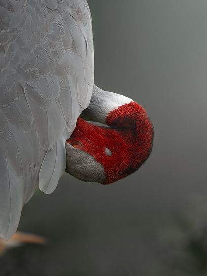 A Sarus Crane tucks its head into its feathers, a common resting or preening posture. The soft, foggy background of the wetland adds to the serene and peaceful mood of the scene.