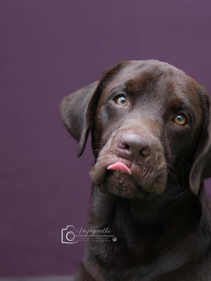 Loki the chocolate lab puppy with a funny, expressive face. His personality shines in this simple studio setting.