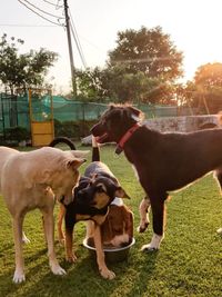 Pet Boarding & Daycare