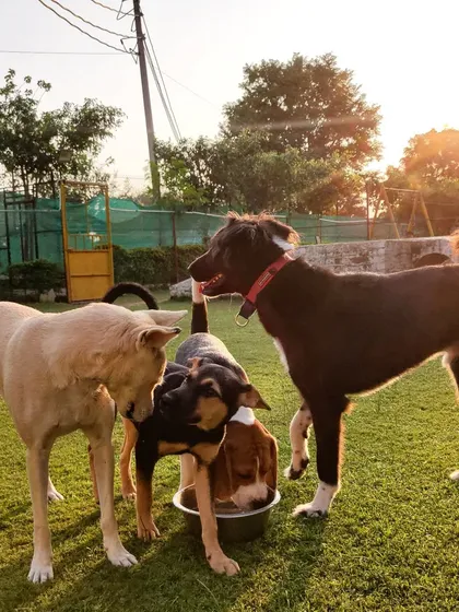 Sharing is caring, especially when it's the water bowl. We encourage friendly and positive social behaviors.