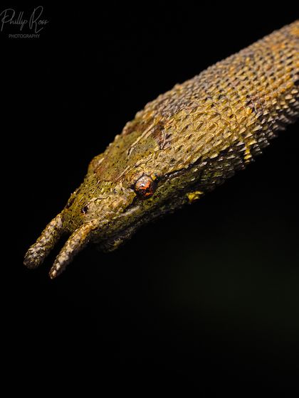A side profile of the Tentacled Snake, offering another perspective on its strange and wonderful facial features.