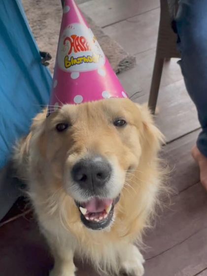 A happy Golden Retriever in a party hat, celebrating International Dog Day with a tasty treat from our bakery.