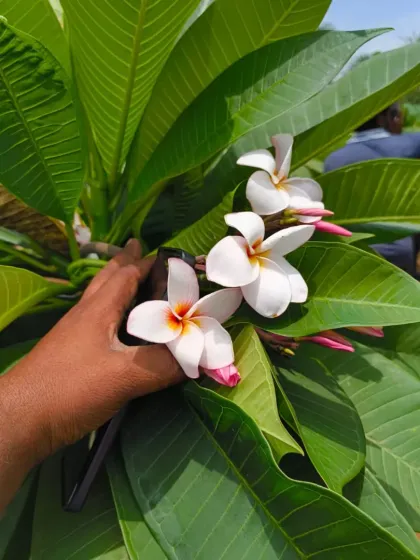 The classic white and yellow Champa, known for its heavenly fragrance.