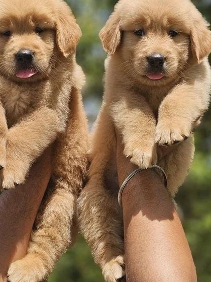 This is the quality we are known for. These two beautiful Golden Retriever puppies have thick coats, great bone structure, and the gentle temperament the breed is famous for.