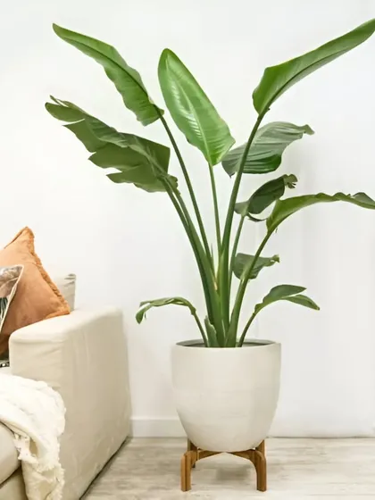 A large Bird of Paradise plant in a simple concrete planter next to a sofa. This single plant is large enough to anchor the corner of a room and serve as a living sculpture.
