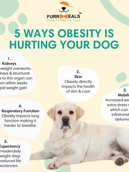Extra weight isn't just cosmetic; it seriously harms your dog's health. This graphic breaks down five ways obesity impacts your dog, affecting their kidneys, skin, mobility, breathing, and even their overall life expectancy.