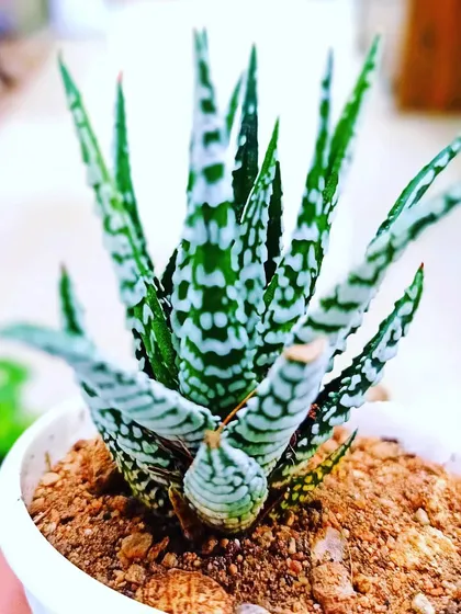 The striking pattern of a Haworthia succulent, often called a "zebra plant." These are hardy and visually interesting succulents.