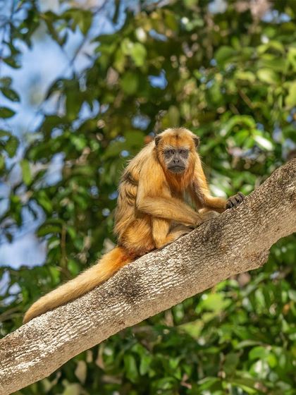 A portrait of the Pantanal's famous vocalist. Their expressive faces and powerful presence make them fascinating subjects.