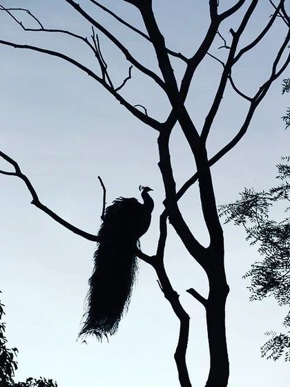 This silhouette of a lonely peacock on a bare tree reminds me of a sad song of separation, "Aa Laut Ke Aaja Mere Meet." It feels as if the peacock is remembering his life partner after she has merged with nature, calling for her to return.