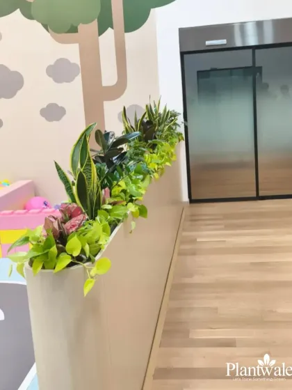 Another view of an integrated office planter, showing a mix of snake plants and pothos. This biophilic design element helps divide the space while adding natural color and texture.