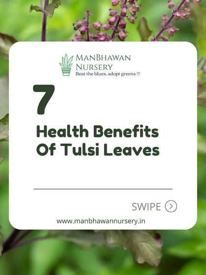 Here is a summary of 7 key health benefits of Tulsi leaves. From stress relief to skin care, this sacred plant is a must-have for any wellness-focused home.