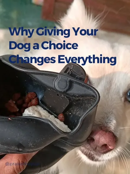 Giving your dog small, safe choices throughout the day builds their confidence and strengthens your bond. When a dog has agency, they learn to think and process, moving from a state of reacting to one of making conscious decisions.