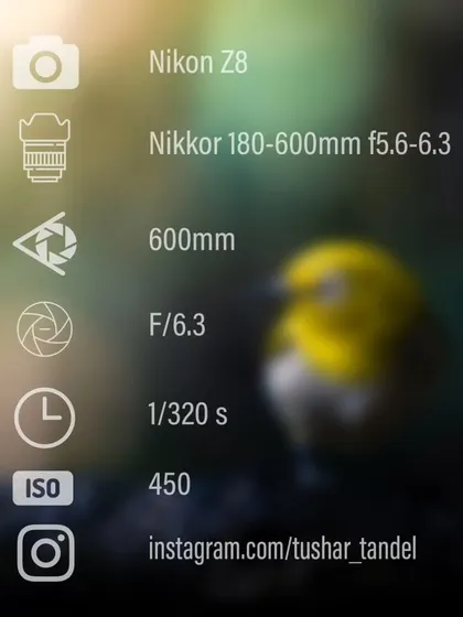 A look at the settings used to capture the tiny Indian White-eye.