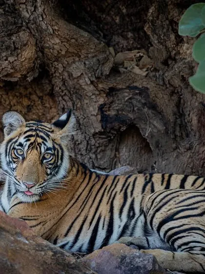 The tigress Sultana during the winter of 2018. The cool lighting and her relaxed pose capture the serene mood of a winter safari.