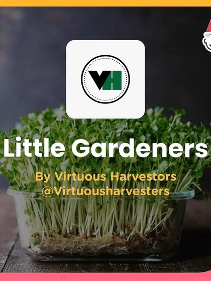 A Little Gardeners workshop by Virtuous Harvesters, teaching kids about growing microgreens.