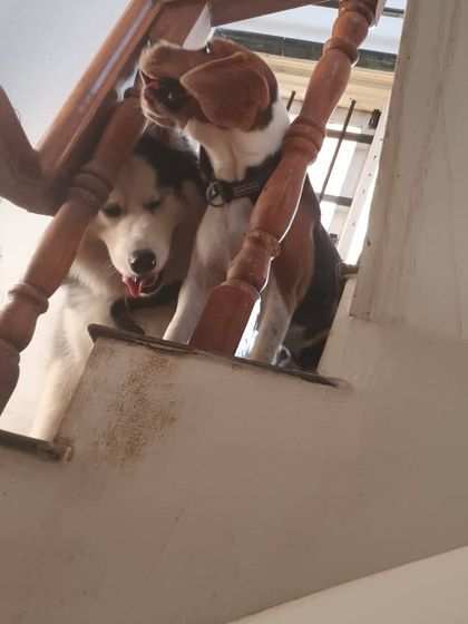 The Urban Dawg - In-Home Dog Boarding Home Comforts: No Cages, Just Cuddles photo 5