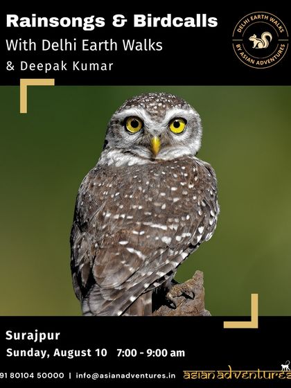 Urban Bird Watching photo 21