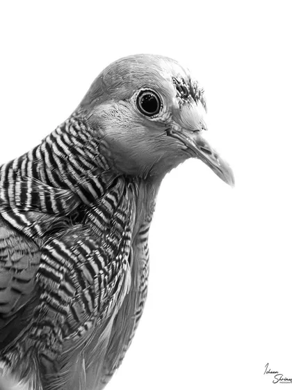 A high-key portrait of a Zebra Dove in black and white. The bright lighting allowed me to blow out the background, creating a studio-like effect that emphasizes the striking 'zebra' stripes on the dove's feathers.