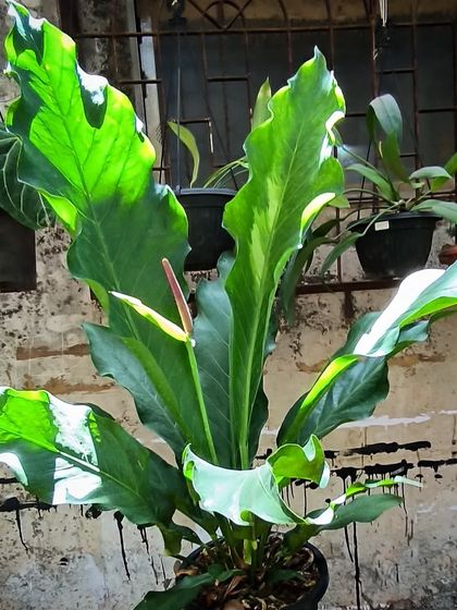 Rare & Collector's Plants photo 30