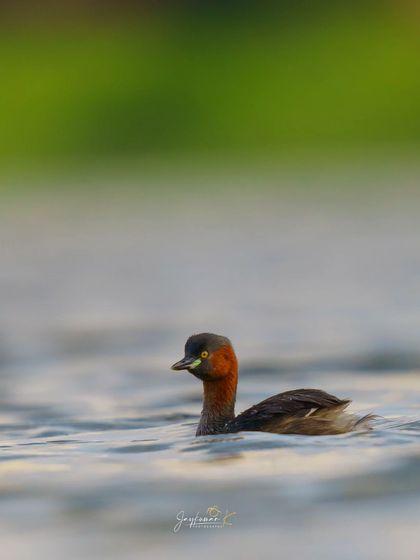A Little Grebe swims in the water, its head turned, showing off its rufous neck and pale bill. The soft background isolates this small diving bird beautifully.