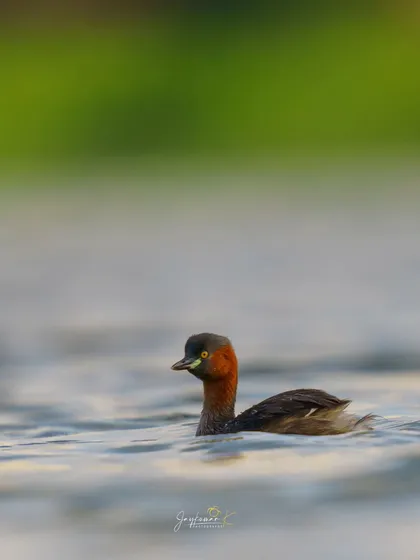 A Little Grebe swims in the water, its head turned, showing off its rufous neck and pale bill. The soft background isolates this small diving bird beautifully.