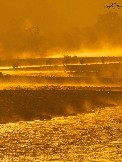 The magical frame. A tiger crossing the Ramganga River with Sambar deer in the background, all bathed in golden morning light. I set my white balance to 9900K to capture the intense warmth of this once-in-a-lifetime moment.