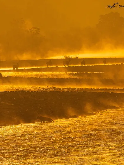 The magical frame. A tiger crossing the Ramganga River with Sambar deer in the background, all bathed in golden morning light. I set my white balance to 9900K to capture the intense warmth of this once-in-a-lifetime moment.
