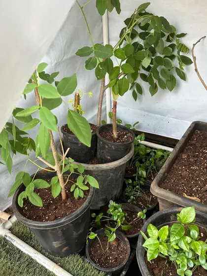 My DIY greenhouse, made from a repurposed washing machine cover. This simple setup is perfect for propagating plants from seeds and cuttings on my balcony, protecting young plants as they grow.