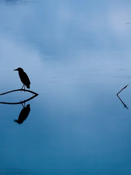 A silhouette of a bird perched on a twig, perfectly reflected in the calm blue water of Lalbagh Lake in Bangalore. A moment of tranquility captured a decade ago.