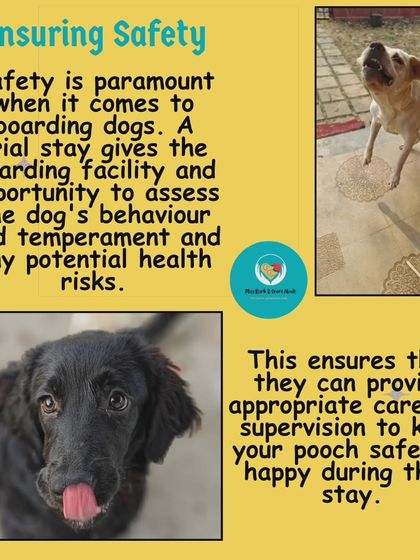 Safety is my number one priority. A trial gives me the chance to assess your dog's temperament and behavior, ensuring I can provide the right care and supervision to keep them safe.