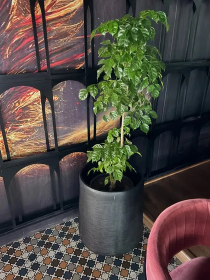 A China Doll plant in a dark pot adds a touch of elegance to this restaurant corner. Its delicate leaves provide a soft texture against the dramatic wall art.