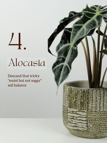 Plant Care & Expert Advice photo 9