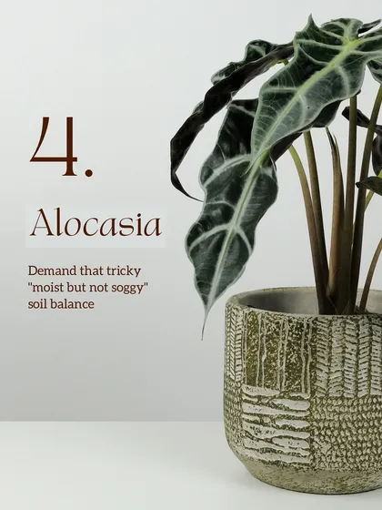 Alocasia plants are beautiful but demand a tricky "moist but not soggy" soil balance. Our region's erratic weather makes it very challenging to maintain this consistency without risking root rot.