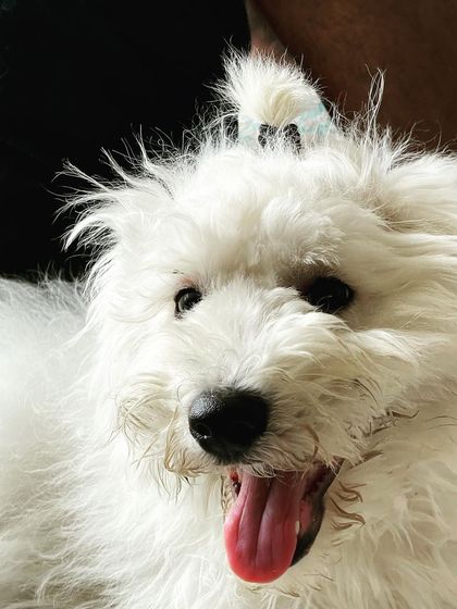 We Care Pet Creche - Home Dog Boarding Our Adorable Guests photo 5