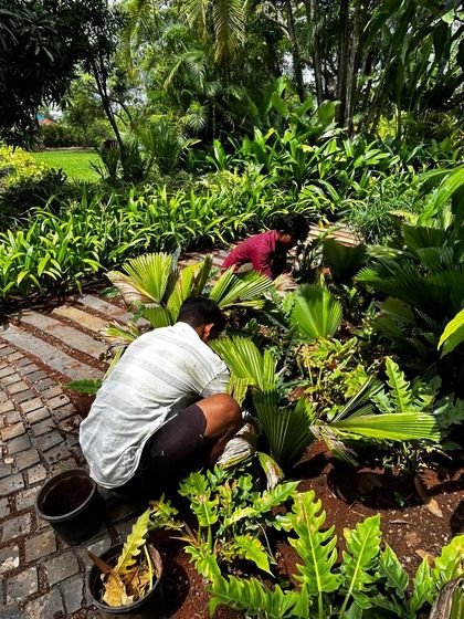 Our landscaping team carefully places new plants in a garden bed. We select native and adaptive species that thrive in the local climate, creating sustainable and beautiful green spaces.