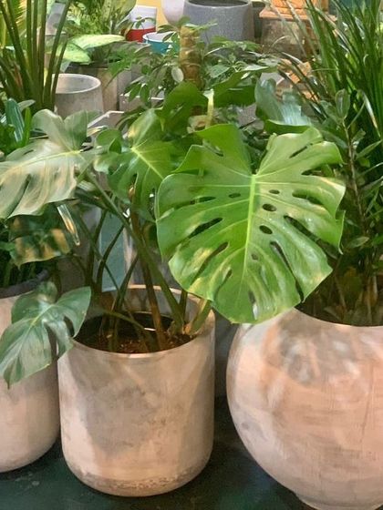 Rakshith Landscaping - Landscape Design & Installation Plant & Tree Supply photo 41