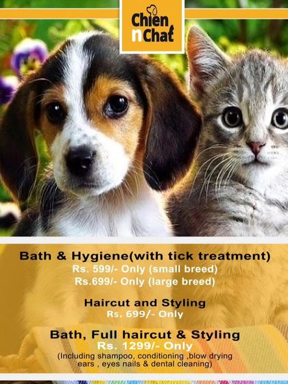 A quick look at some of our popular grooming packages and prices, including bath, hygiene, haircut, and styling.