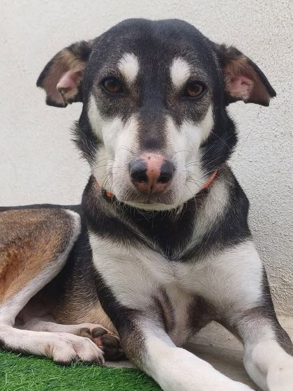 This Indie mix has such expressive eyes. They are all so full of love and deserve a comfortable place to rest.