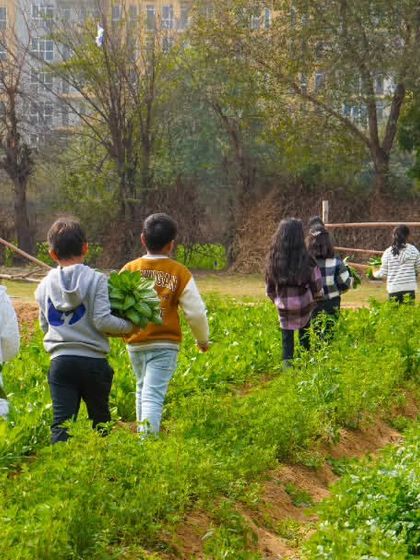 Farmus - Farm Day Out Experience The Joy of the Harvest photo 54