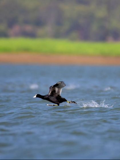A Eurasian Coot running on water to gain momentum for takeoff. Their heavier bodies require this airplane-like runway.