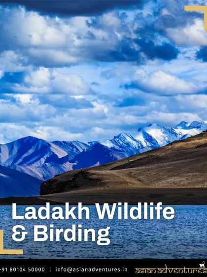 The breathtaking expanse of a high-altitude lake in Ladakh, with snow-capped Himalayan peaks under a dramatic sky. Our expeditions are not just about wildlife; they are about immersing you in some of the world's most spectacular and remote landscapes.