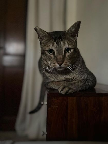 Ziggy, a rescue cat, looking thoughtful. I have a soft spot for rescues and the patience to help them feel safe and loved, often for the first time in a boarding situation.