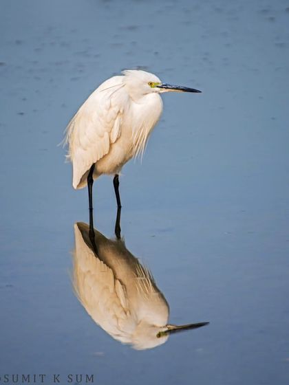 A Little Egret and its reflection, a study in white against the deep blue of the water.