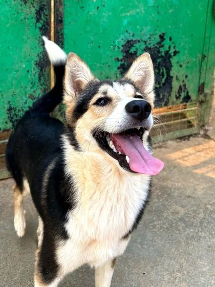 Cupa - Pet Adoption, Fostering & Sponsorship Shelter Life: Just For Smiles photo 6