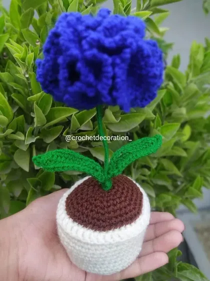 A dark blue potted carnation in a contrasting white pot. We can customize pot colors as well.