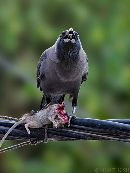A House Crow displays its savage, opportunistic nature, feeding on a rat. This powerful, albeit graphic, image showcases the reality of urban wildlife and the role every creature plays in the ecosystem.