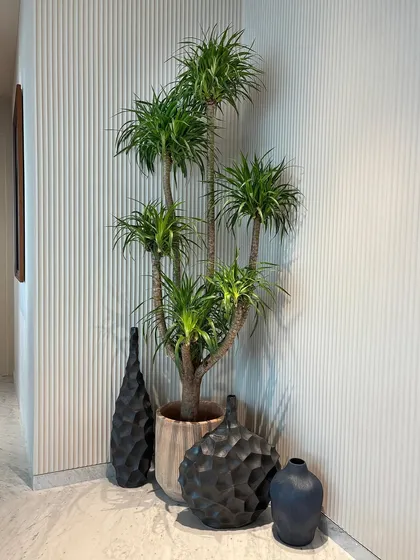 Our clients are just as obsessed with the Dracaena as we are. In this home, it doesn’t just sit in a corner, it elevates it. Paired with modern black vases, it creates a stylish and effortlessly chic vignette.