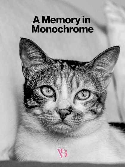 "A Memory in Monochrome." This striking black and white portrait of a cat has a timeless, classic feel.