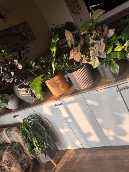 Another shot of these sun-kissed indoor plants. The light highlights the different shapes, colors, and textures of the leaves, from the dark ZZ Raven to the pink Syngonium.