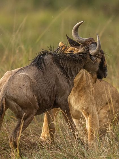 The struggle between predator and prey is a powerful narrative. This shot captures the moment of confrontation between the lioness and wildebeest. Understanding animal behavior allows you to anticipate and capture the peak of the action.